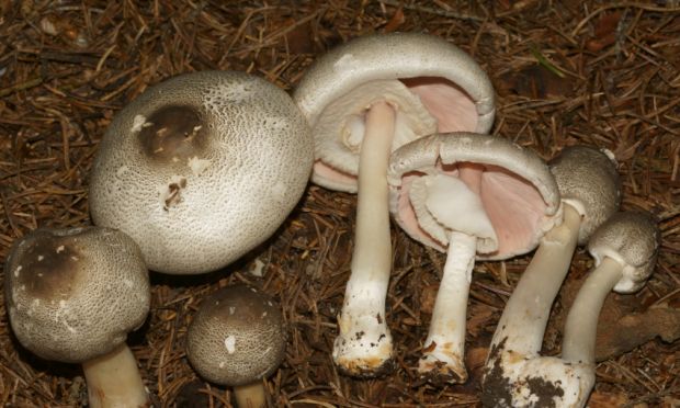 荒野维生野菜系列——双环蘑菇__财经头条