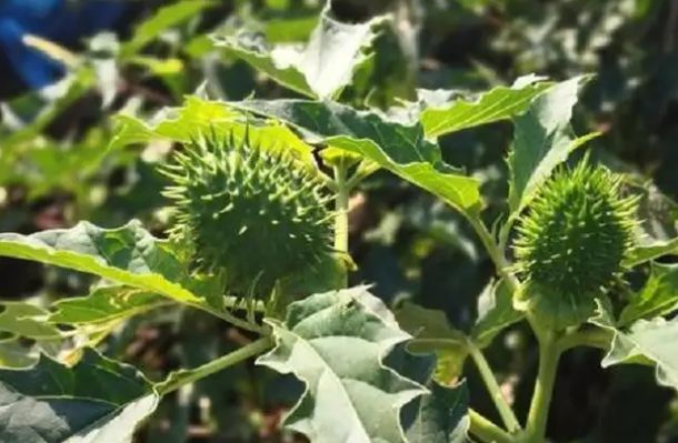 俗称"洋金花",就是剧毒植物曼陀罗,为何在农村还有人种植它?