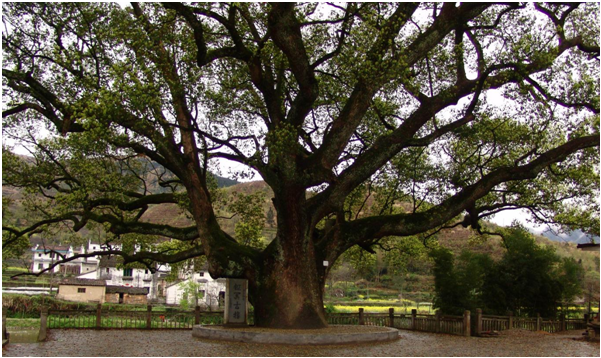 美到冒泡！江西婺源景色登录《清明奇妙游》，出圈节目相遇中国最美乡村！休闲区蓝鸢梦想 - Www.slyday.coM