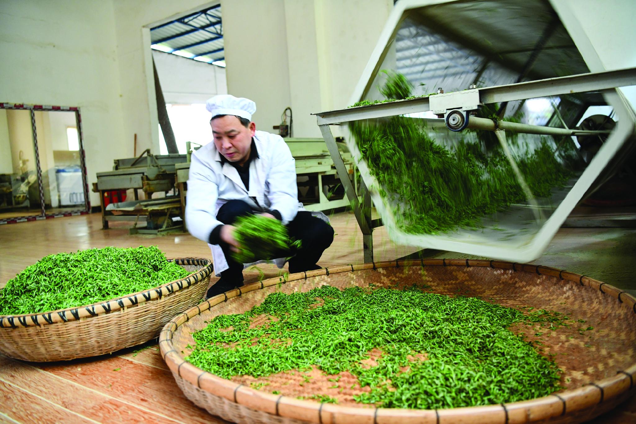 贵州凤冈出口茶叶加工忙