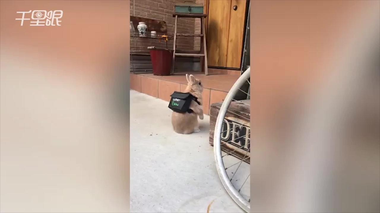 日本荷兰兔背迷你外卖包着急等人取餐萌样融化网友