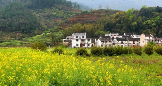 美到冒泡！江西婺源景色登录《清明奇妙游》，出圈节目相遇中国最美乡村！休闲区蓝鸢梦想 - Www.slyday.coM