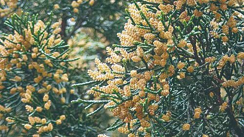 圆柏雄球花是黄色的,形状看上去像菠萝.张志翔摄