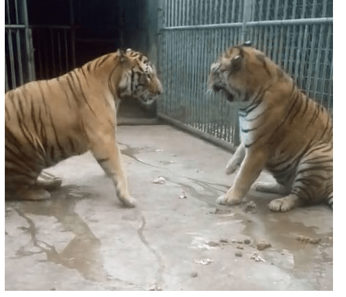 动物园两只老虎打架,这模样这姿势不就是猫吗?休闲区蓝鸢梦想 - Www.slyday.coM 动物园两只老虎打架,这模样这姿势不就是猫吗?休闲区蓝鸢梦想 - Www.slyday.coM