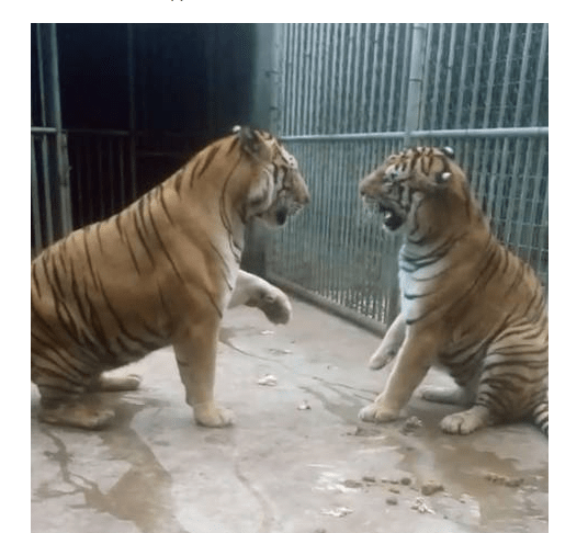 动物园两只老虎打架,这模样这姿势不就是猫吗?休闲区蓝鸢梦想 - Www.slyday.coM 动物园两只老虎打架,这模样这姿势不就是猫吗?休闲区蓝鸢梦想 - Www.slyday.coM