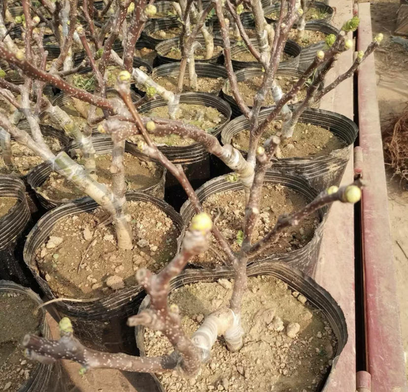 4种果树可以盆栽,种到花盆里,多浇水,多施肥,夏天结果子休闲区蓝鸢梦想 - Www.slyday.coM 4种果树可以盆栽,种到花盆里,多浇水,多施肥,夏天结果子休闲区蓝鸢梦想 - Www.slyday.coM