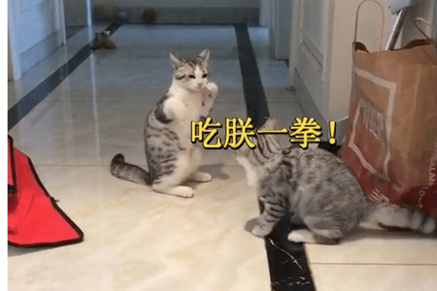 动物园两只老虎打架,这模样这姿势不就是猫吗?休闲区蓝鸢梦想 - Www.slyday.coM 动物园两只老虎打架,这模样这姿势不就是猫吗?休闲区蓝鸢梦想 - Www.slyday.coM