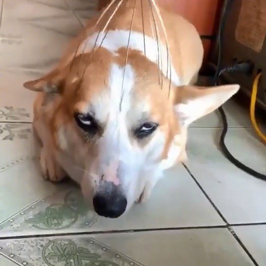 头部按摩太舒服了