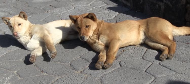 狗狗被救后赖着老板不走,被驱赶后,它们一个暖心动作打动了老板休闲区蓝鸢梦想 - Www.slyday.coM 狗狗被救后赖着老板不走,被驱赶后,它们一个暖心动作打动了老板休闲区蓝鸢梦想 - Www.slyday.coM