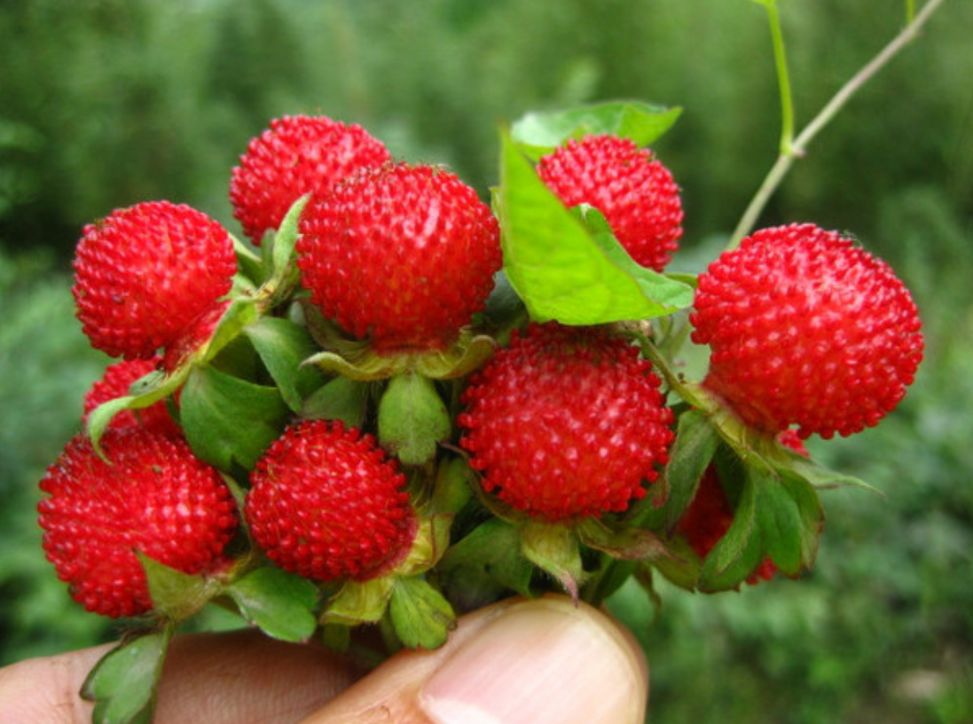 农村70休闲区蓝鸢梦想 - Www.slyday.coM