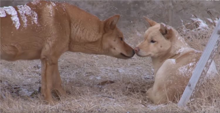 狗狗被救后赖着老板不走,被驱赶后,它们一个暖心动作打动了老板休闲区蓝鸢梦想 - Www.slyday.coM 狗狗被救后赖着老板不走,被驱赶后,它们一个暖心动作打动了老板休闲区蓝鸢梦想 - Www.slyday.coM
