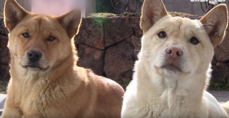 狗狗被救后赖着老板不走,被驱赶后,它们一个暖心动作打动了老板休闲区蓝鸢梦想 - Www.slyday.coM 狗狗被救后赖着老板不走,被驱赶后,它们一个暖心动作打动了老板休闲区蓝鸢梦想 - Www.slyday.coM