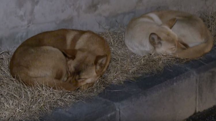 狗狗被救后赖着老板不走,被驱赶后,它们一个暖心动作打动了老板休闲区蓝鸢梦想 - Www.slyday.coM 狗狗被救后赖着老板不走,被驱赶后,它们一个暖心动作打动了老板休闲区蓝鸢梦想 - Www.slyday.coM