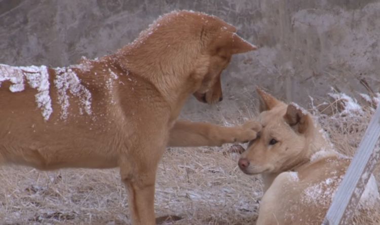 狗狗被救后赖着老板不走,被驱赶后,它们一个暖心动作打动了老板休闲区蓝鸢梦想 - Www.slyday.coM 狗狗被救后赖着老板不走,被驱赶后,它们一个暖心动作打动了老板休闲区蓝鸢梦想 - Www.slyday.coM