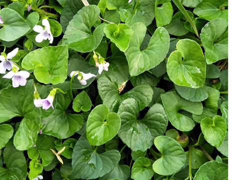 它有一个好听的名字叫如意草,人称"白三百棒",如今价值极高