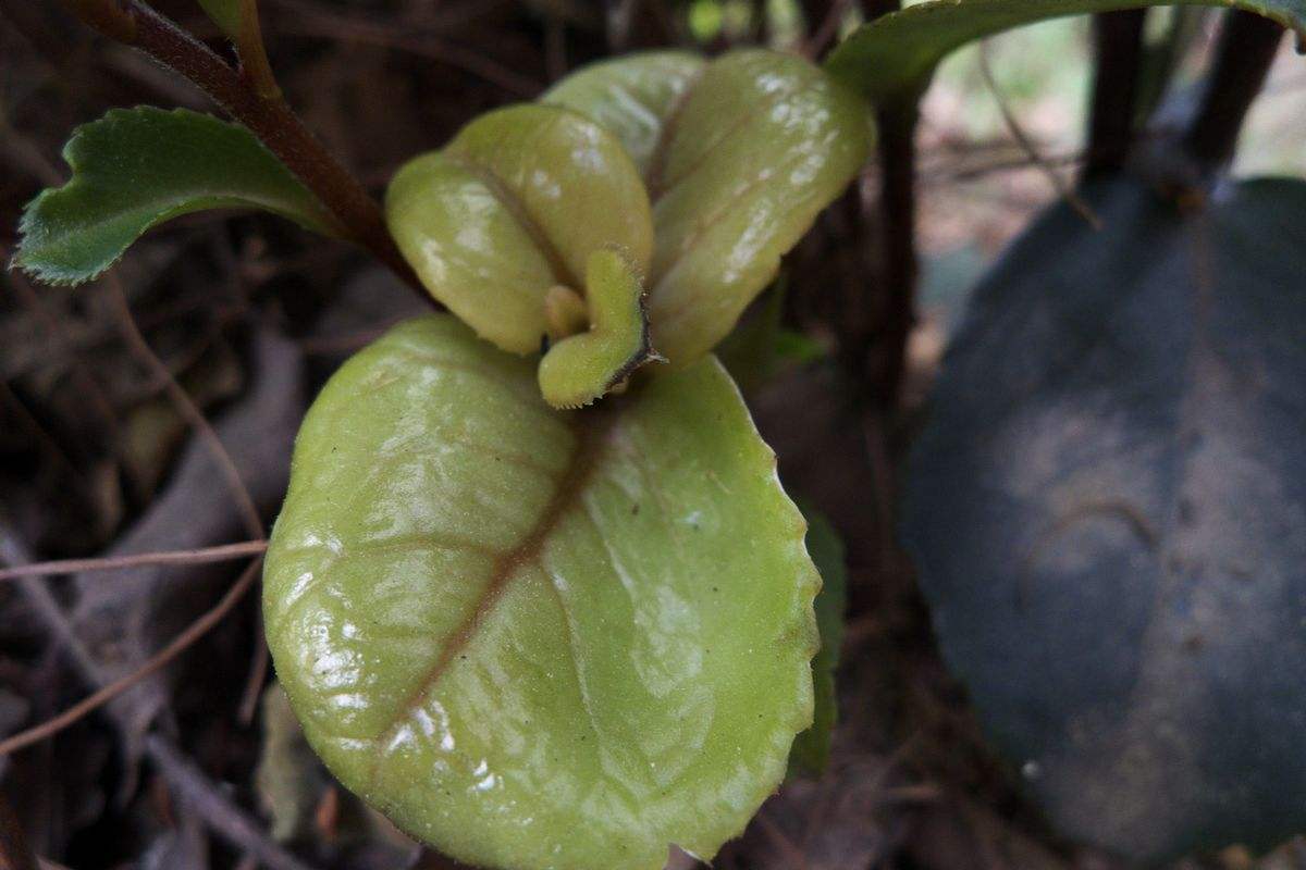 农村70休闲区蓝鸢梦想 - Www.slyday.coM