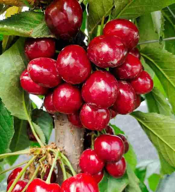 4种果树可以盆栽,种到花盆里,多浇水,多施肥,夏天结果子休闲区蓝鸢梦想 - Www.slyday.coM 4种果树可以盆栽,种到花盆里,多浇水,多施肥,夏天结果子休闲区蓝鸢梦想 - Www.slyday.coM