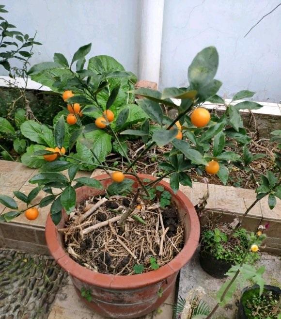 4种果树可以盆栽,种到花盆里,多浇水,多施肥,夏天结果子休闲区蓝鸢梦想 - Www.slyday.coM 4种果树可以盆栽,种到花盆里,多浇水,多施肥,夏天结果子休闲区蓝鸢梦想 - Www.slyday.coM