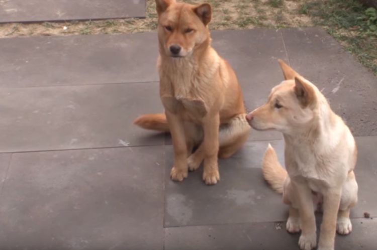 狗狗被救后赖着老板不走,被驱赶后,它们一个暖心动作打动了老板休闲区蓝鸢梦想 - Www.slyday.coM 狗狗被救后赖着老板不走,被驱赶后,它们一个暖心动作打动了老板休闲区蓝鸢梦想 - Www.slyday.coM