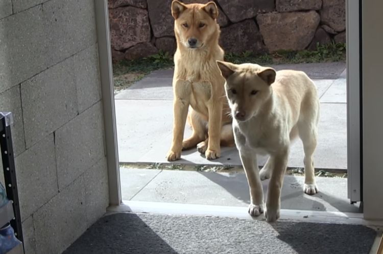 狗狗被救后赖着老板不走,被驱赶后,它们一个暖心动作打动了老板休闲区蓝鸢梦想 - Www.slyday.coM 狗狗被救后赖着老板不走,被驱赶后,它们一个暖心动作打动了老板休闲区蓝鸢梦想 - Www.slyday.coM