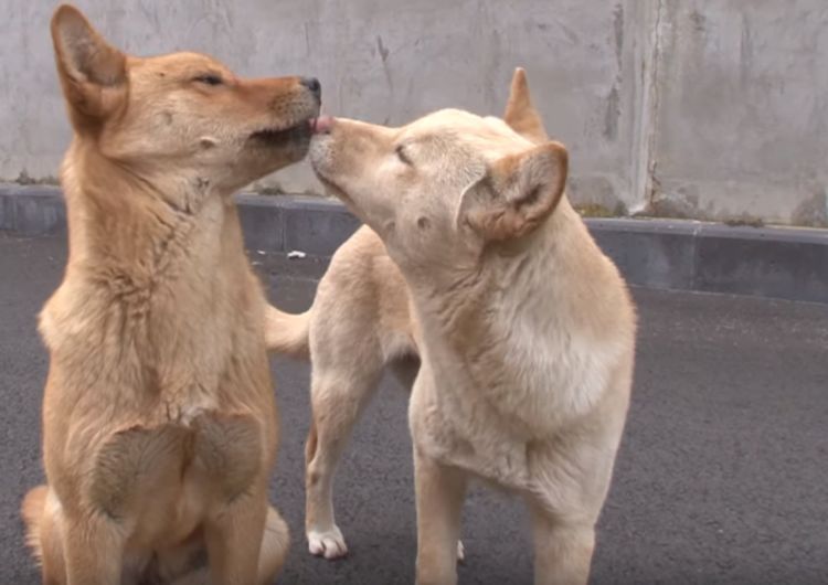 狗狗被救后赖着老板不走,被驱赶后,它们一个暖心动作打动了老板休闲区蓝鸢梦想 - Www.slyday.coM 狗狗被救后赖着老板不走,被驱赶后,它们一个暖心动作打动了老板休闲区蓝鸢梦想 - Www.slyday.coM