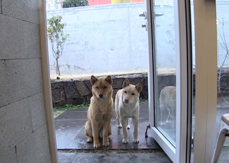 狗狗被救后赖着老板不走,被驱赶后,它们一个暖心动作打动了老板休闲区蓝鸢梦想 - Www.slyday.coM 狗狗被救后赖着老板不走,被驱赶后,它们一个暖心动作打动了老板休闲区蓝鸢梦想 - Www.slyday.coM