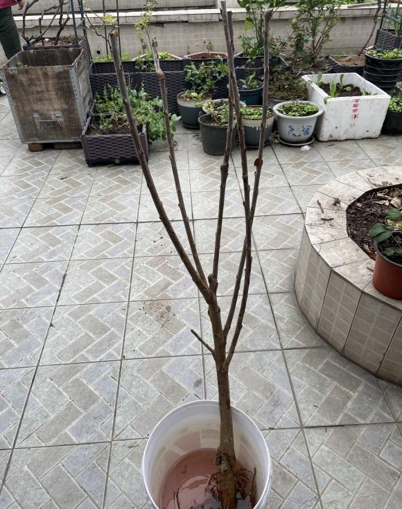 4种果树可以盆栽,种到花盆里,多浇水,多施肥,夏天结果子休闲区蓝鸢梦想 - Www.slyday.coM 4种果树可以盆栽,种到花盆里,多浇水,多施肥,夏天结果子休闲区蓝鸢梦想 - Www.slyday.coM