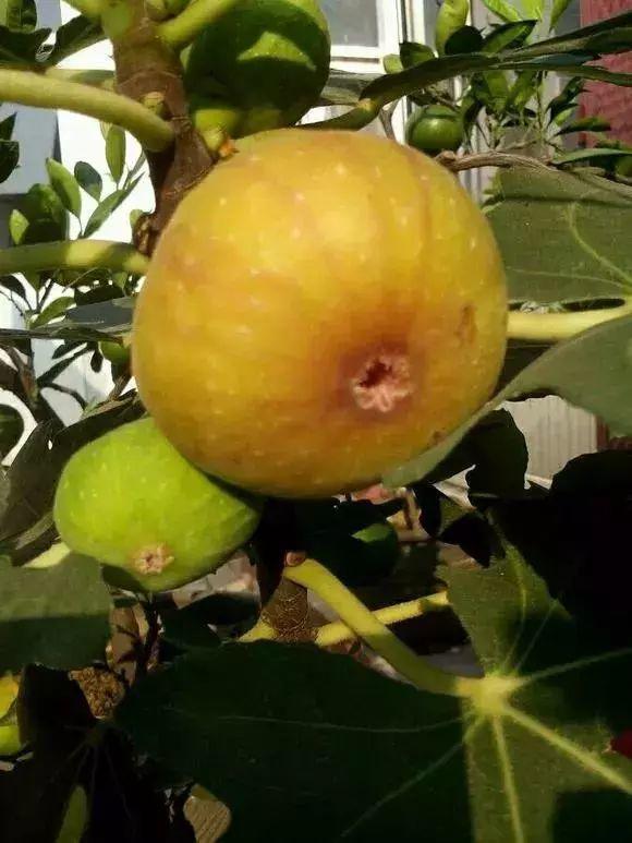 4种果树可以盆栽,种到花盆里,多浇水,多施肥,夏天结果子休闲区蓝鸢梦想 - Www.slyday.coM 4种果树可以盆栽,种到花盆里,多浇水,多施肥,夏天结果子休闲区蓝鸢梦想 - Www.slyday.coM