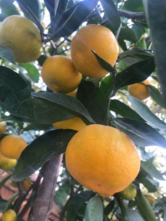 4种果树可以盆栽,种到花盆里,多浇水,多施肥,夏天结果子休闲区蓝鸢梦想 - Www.slyday.coM 4种果树可以盆栽,种到花盆里,多浇水,多施肥,夏天结果子休闲区蓝鸢梦想 - Www.slyday.coM