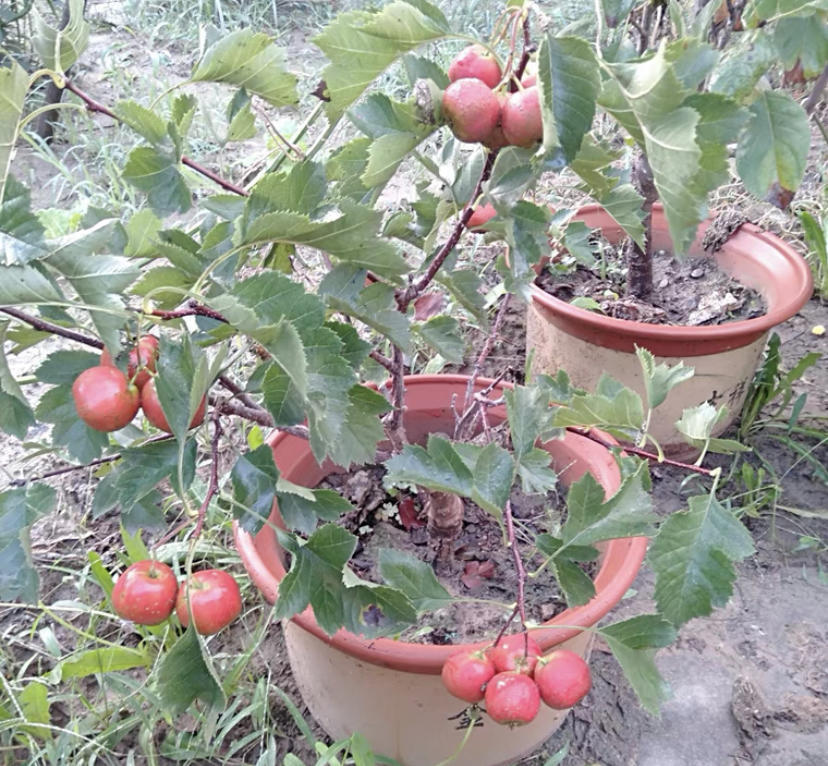 4种果树可以盆栽,种到花盆里,多浇水,多施肥,夏天结果子休闲区蓝鸢梦想 - Www.slyday.coM 4种果树可以盆栽,种到花盆里,多浇水,多施肥,夏天结果子休闲区蓝鸢梦想 - Www.slyday.coM