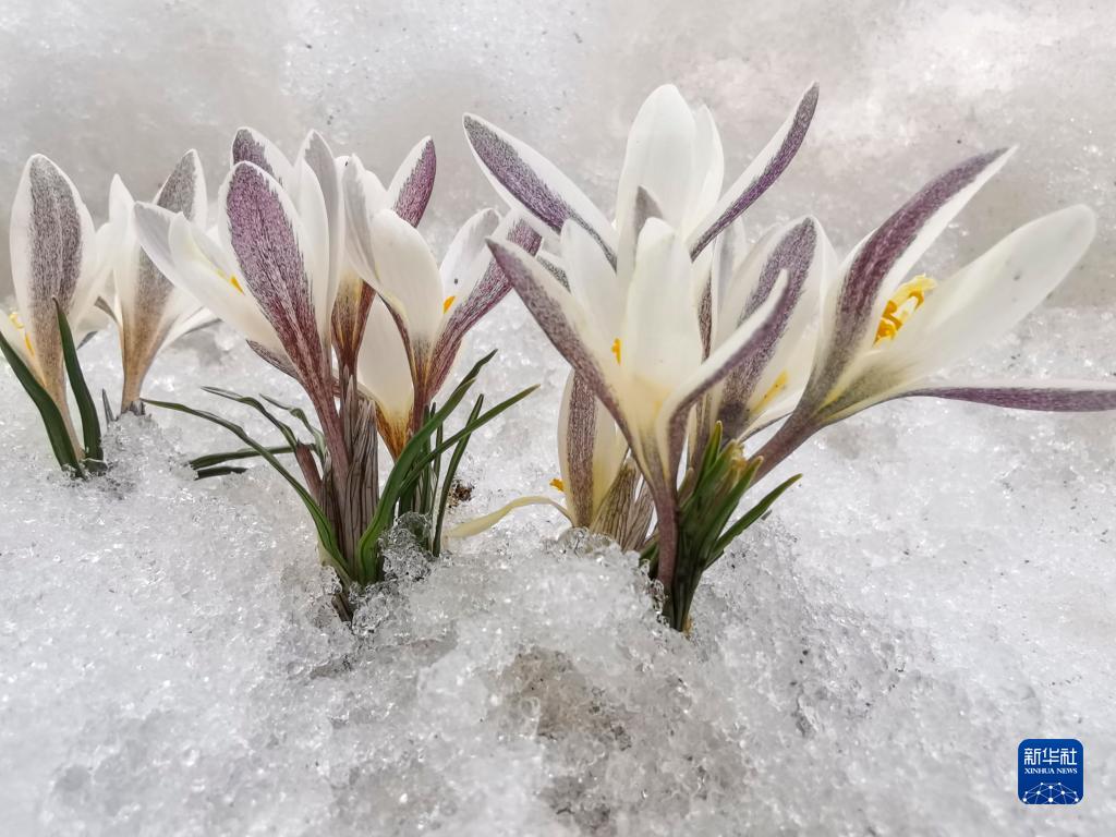 新疆顶冰花破雪绽放