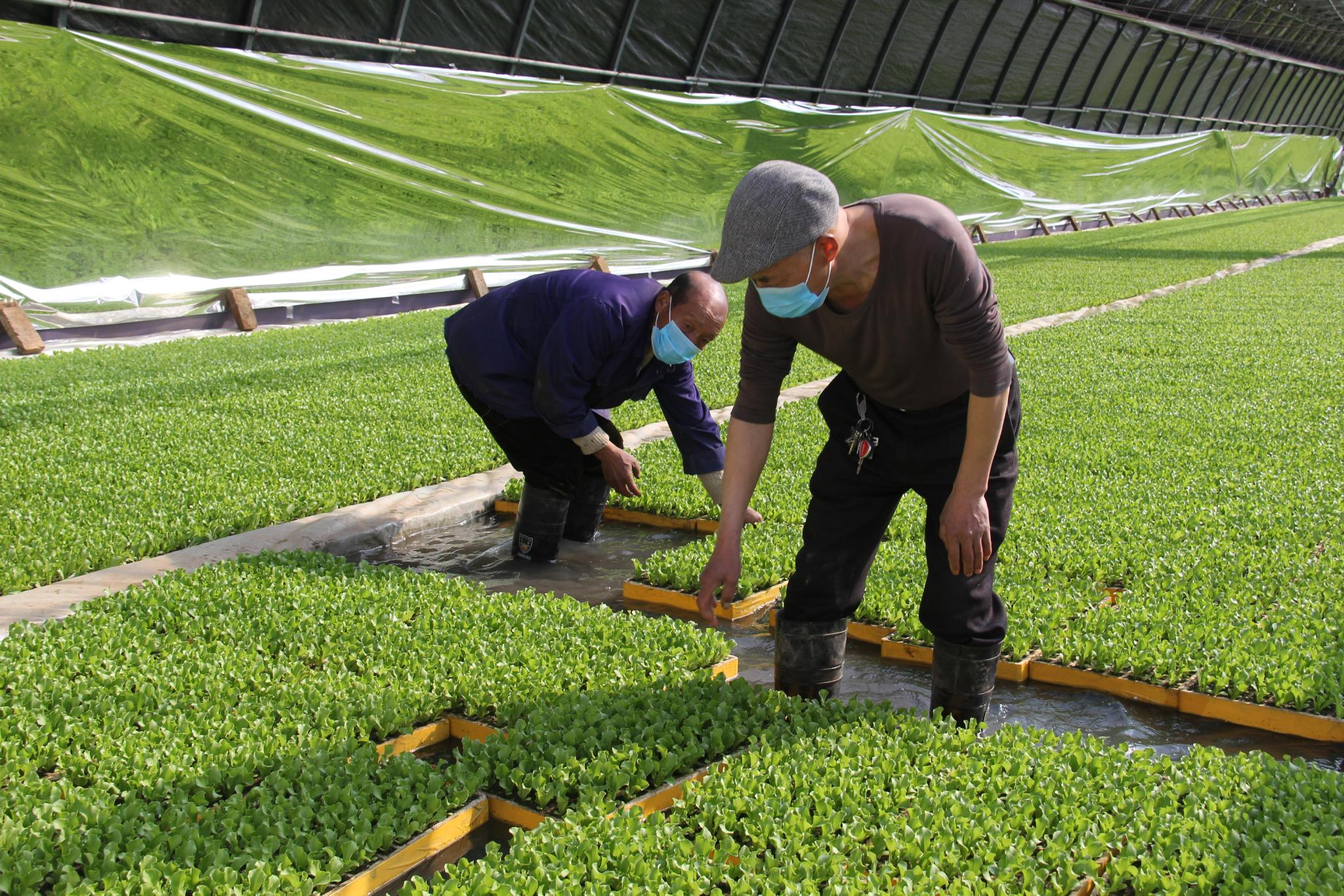 京郊春耕正当时专家奔赴地头指导农户科学种粮种菜
