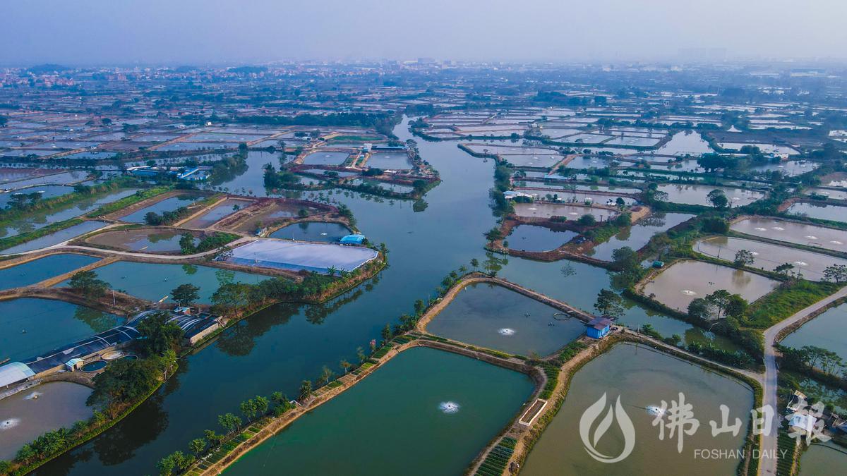 桑基鱼塘./佛山日报记者刘浩斌摄(资料图片)