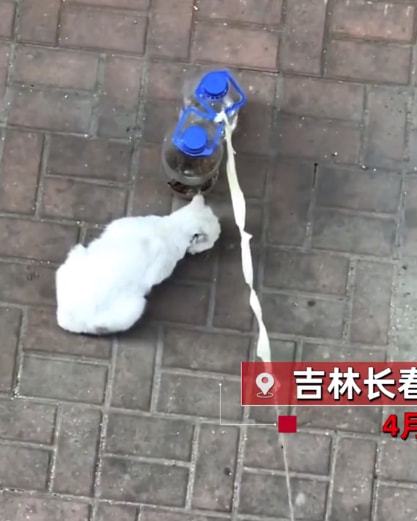 女子隔离后“空投”喂食流浪猫,随后每天都收到老鼠:最好的礼物休闲区蓝鸢梦想 - Www.slyday.coM 女子隔离后“空投”喂食流浪猫,随后每天都收到老鼠:最好的礼物休闲区蓝鸢梦想 - Www.slyday.coM