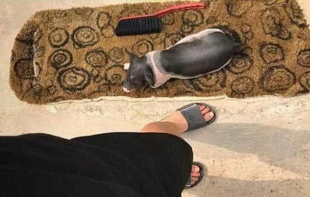 男子网购买回宠物猪，养了一年后，晒出的照片让店家不淡定了休闲区蓝鸢梦想 - Www.slyday.coM