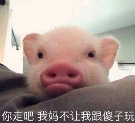 男子网购买回宠物猪，养了一年后，晒出的照片让店家不淡定了休闲区蓝鸢梦想 - Www.slyday.coM