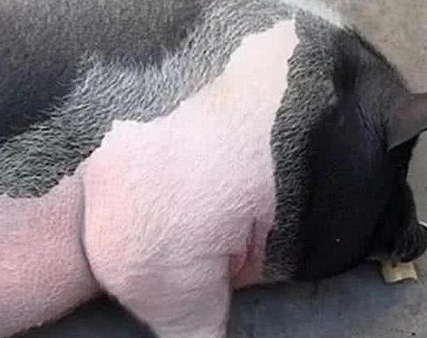 男子网购买回宠物猪，养了一年后，晒出的照片让店家不淡定了休闲区蓝鸢梦想 - Www.slyday.coM