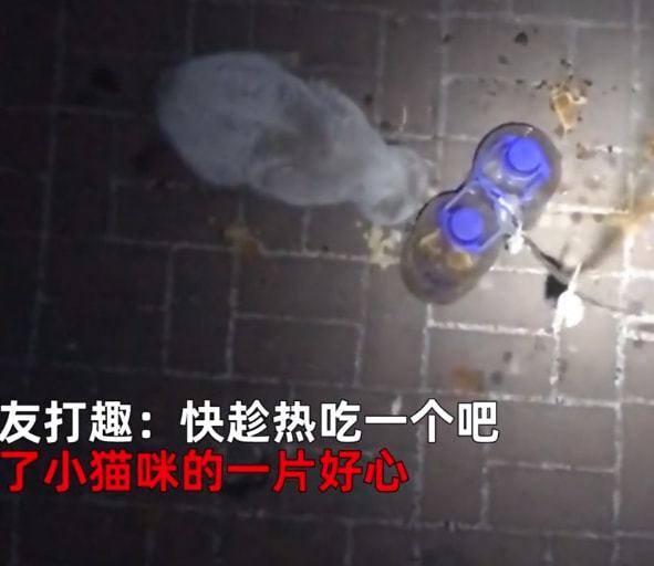 女子隔离后“空投”喂食流浪猫,随后每天都收到老鼠:最好的礼物休闲区蓝鸢梦想 - Www.slyday.coM 女子隔离后“空投”喂食流浪猫,随后每天都收到老鼠:最好的礼物休闲区蓝鸢梦想 - Www.slyday.coM