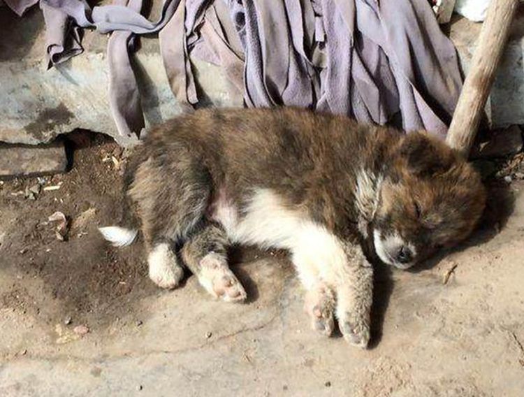 小孩捡回只流浪狗崽，家人称毛色太不吉利，一脸拒绝不让收养休闲区蓝鸢梦想 - Www.slyday.coM