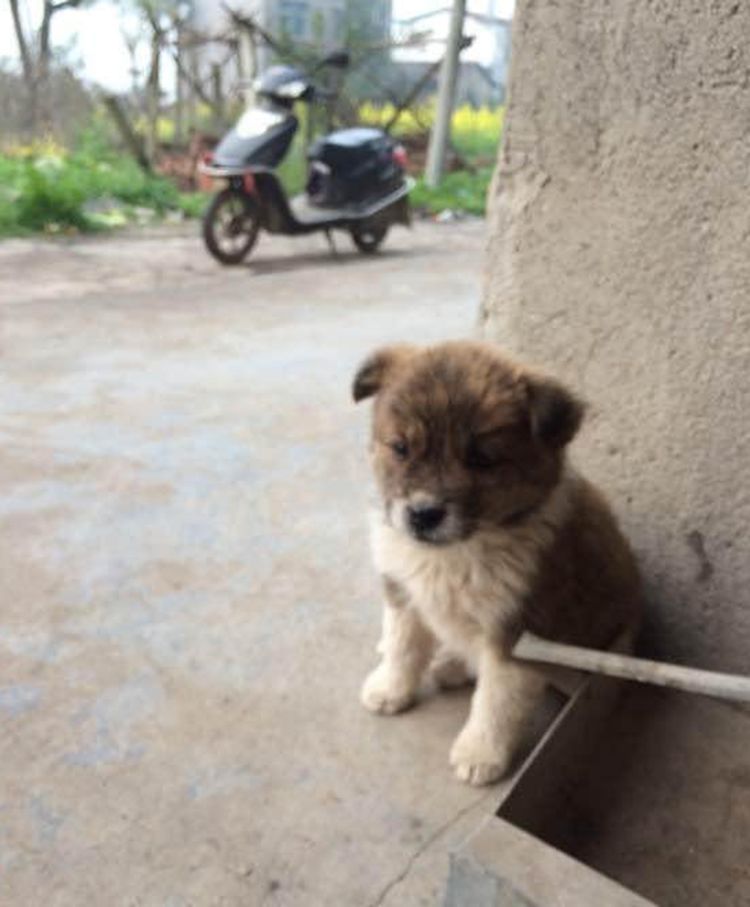 小孩捡回只流浪狗崽，家人称毛色太不吉利，一脸拒绝不让收养休闲区蓝鸢梦想 - Www.slyday.coM