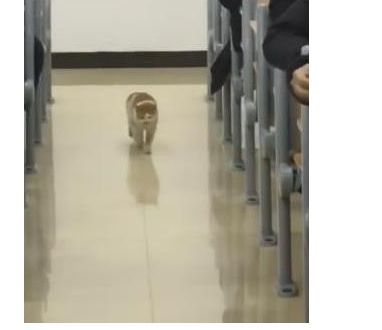 当考场进来一只猫，监考老师差点压不住笑声，猫：我是来视察的休闲区蓝鸢梦想 - Www.slyday.coM