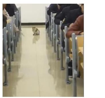 当考场进来一只猫，监考老师差点压不住笑声，猫：我是来视察的休闲区蓝鸢梦想 - Www.slyday.coM