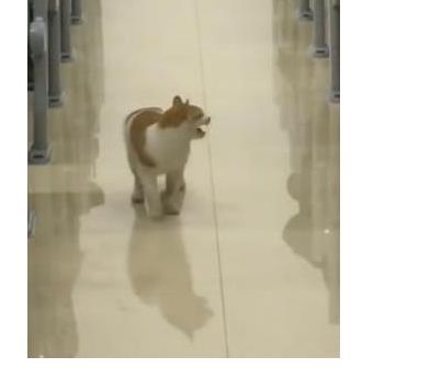 当考场进来一只猫，监考老师差点压不住笑声，猫：我是来视察的休闲区蓝鸢梦想 - Www.slyday.coM