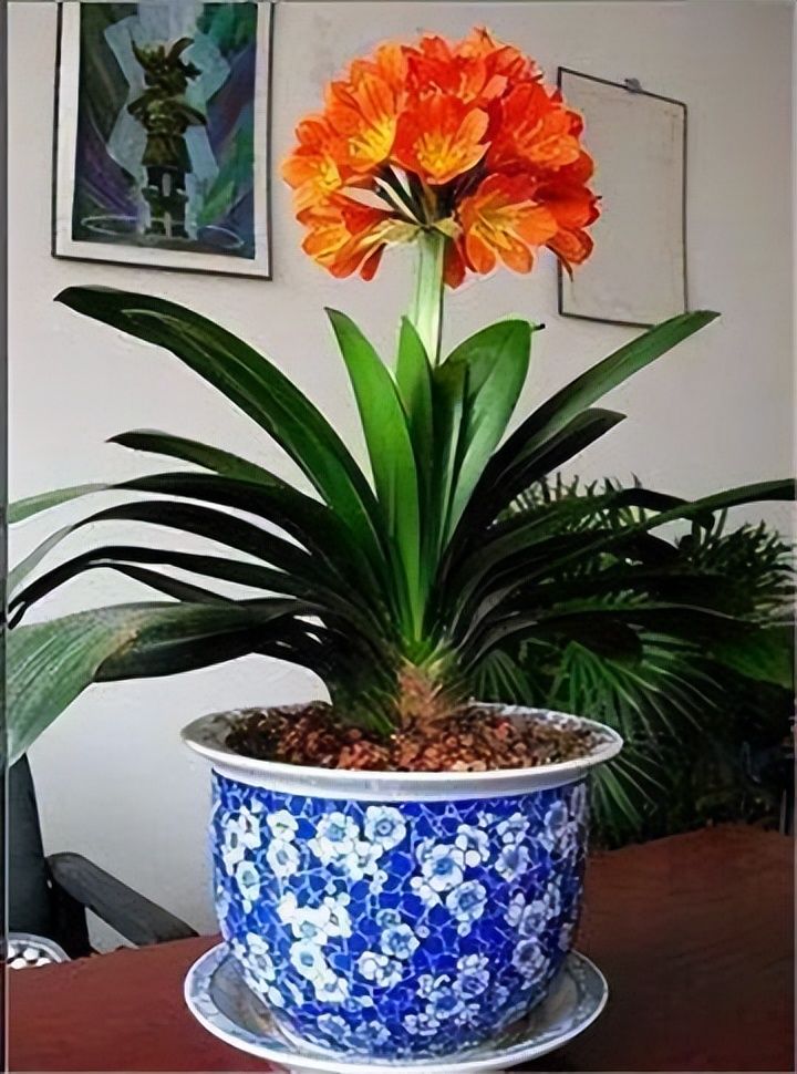 现在随着君子兰价格的逐渐回落,慢慢地成为家庭中常见的盆栽花卉