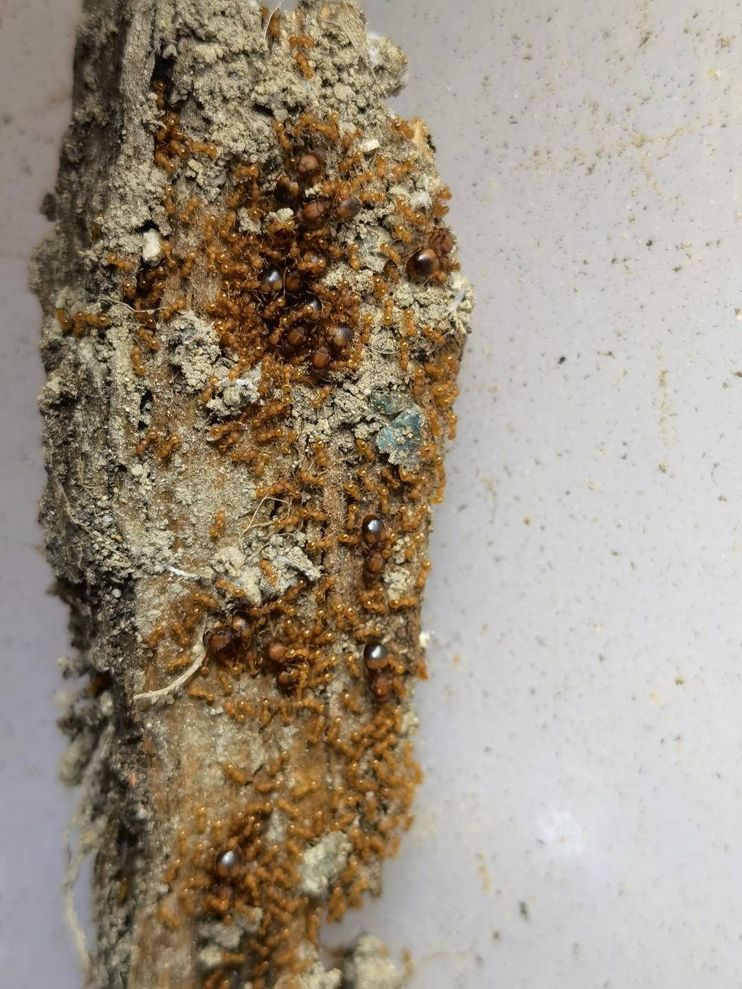 我国大陆首次记录入侵物种小火蚁,被叮咬或会患点状角膜病变__财经头条