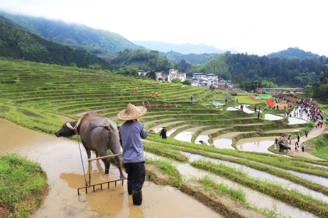 鱼等活动插秧体验耕耘劳作捉稻田鱼玩乐之余这里还准备了壮瑶特色美食