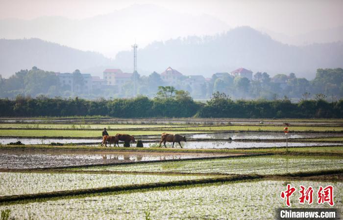 春晖照耀广袤田野绘就赣中粮仓秀美耕作画卷