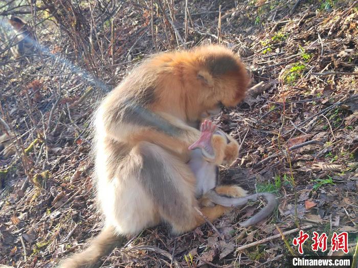 湖北神农架金丝猴家族喜添新丁