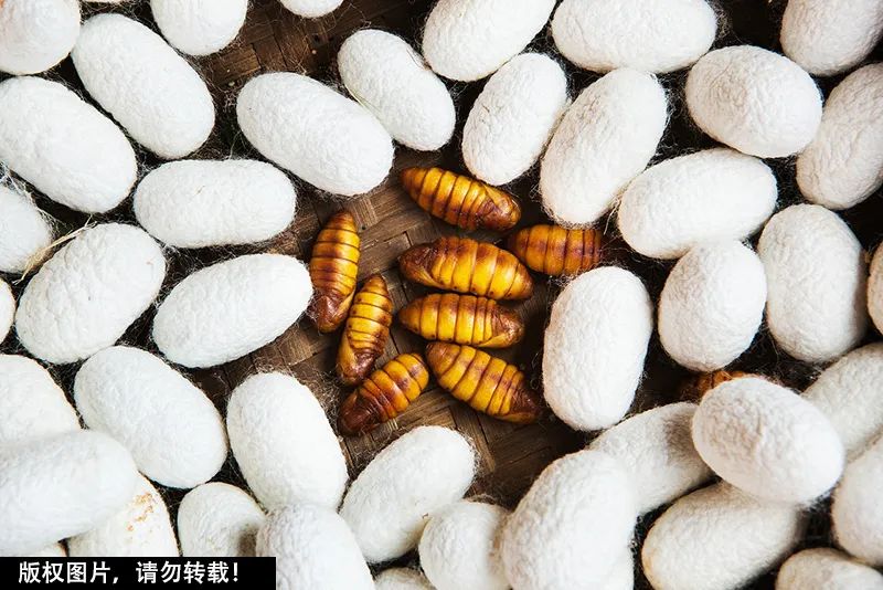 蚕蛹长得那么可怕为什么还有人爱吃它的营养价值超出你的想象