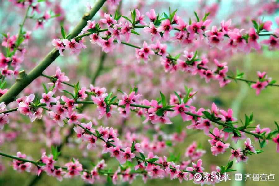 新泰市泉沟镇枣油桃花开满枝|山东省_新浪新闻